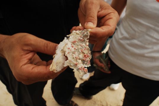 Ocean plastic colonized by coral. Image from 5 Gyres. 