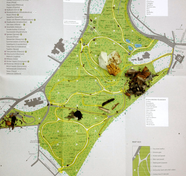 Detail of Decomp Visitor Map to the Arnold Arboretum. (Scratch and sniff elements may not work on all digital platforms).