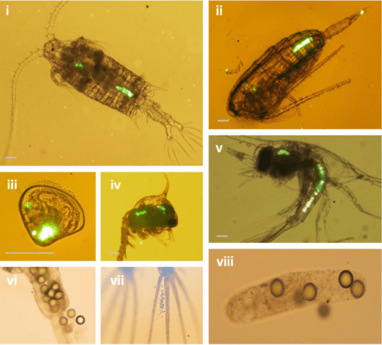 Images of microplastic ingestion by plankton. From Cole, Matthew, et al. "Microplastic ingestion by zooplankton." Environmental science & technology (2013).