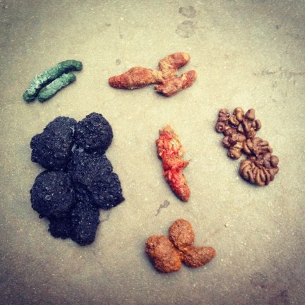 Collection of animal scat from Brooklyn Children's Museum. 