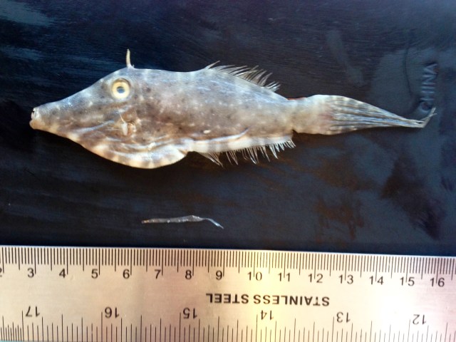 A trigger fish caught in our trawls. When we dissected it, it had a piece of plastic inside. Photo by Max Liboiron.  