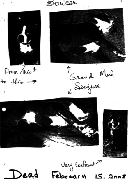 A photocopied entry of the records kept by Harriett McFeely, showing photos of Bowser the dog and notes. Bowser’s body and disposition index the presence of otherwise-invisible chemicals. See Shapiro for more details. 