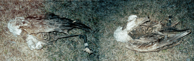 A bald eagle dead from unknown causes. Photo by the author. 