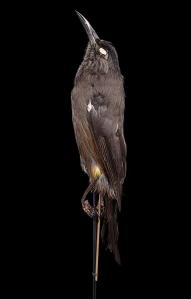 Naturalis_Biodiversity_Center_-_RMNH.AVES.110028_-_Moho_braccatus_(Cassin,_1858)_-_Kauai_O-o_-_specimen_-_lateral_view