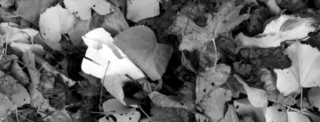 EDYTmm0cSSmpSu9rF4pBwg_thumb_1