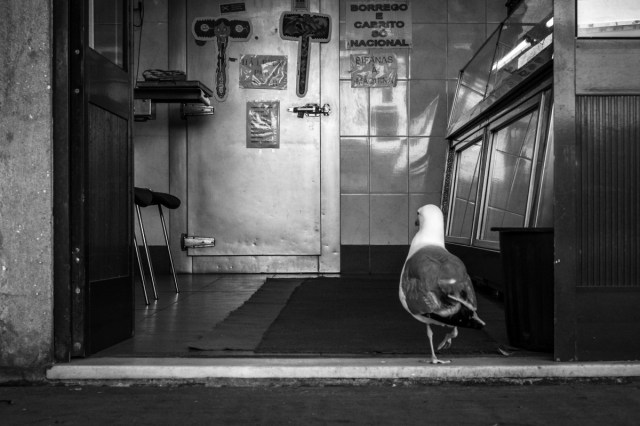 street_blackandwhite_bw_bird_portugal_animal_flickr_seagull-248591.jpg!d