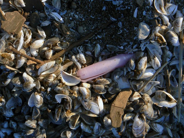 A weathered pink tampon applicator nestled among clam shells on the beach 